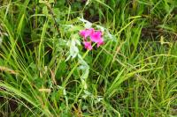 Lathyrus tuberosus