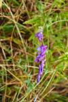 Vicia cracca