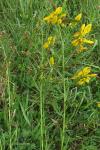 Genista tinctoria