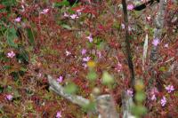 Geranium robertianum