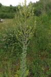 Verbascum pulverulentum