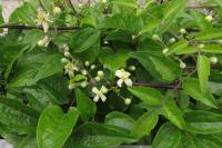 Clematis vitalba