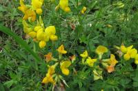 Lotus corniculatus