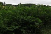 Sambucus ebulus