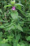 Clinopodium vulgare