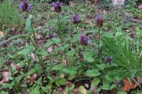 Prunella vulgaris