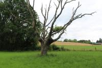 Quercus petraea