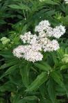 Sambucus ebulus
