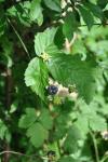 Rubus caesius