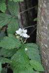 Rubus caesius