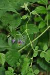 Solanum dulcamara