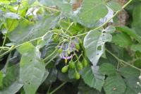 Solanum dulcamara