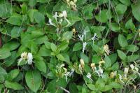 Lonicera periclymenum