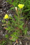 Oenothera biennis