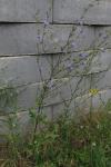 Cichorium intybus