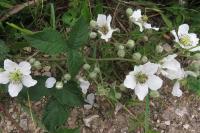 Rubus fruticosus