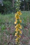 Agrimonia eupatoria
