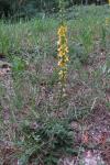 Agrimonia eupatoria