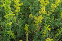 Galium verum