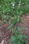 Verbena officinalis