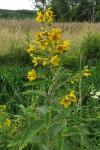 Lysimachia vulgaris