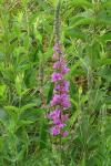 Lythrum salicaria