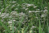 Valeriana officinalis