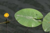 Nuphar lutea