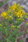 Hypericum perforatum