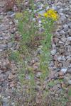 Hypericum perforatum