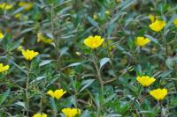 Ludwigia peploides