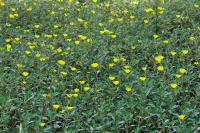 Ludwigia peploides