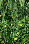 Equisetum palustre