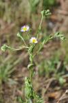 Erigeron annuus