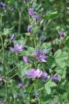 Malva sylvestris