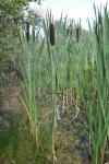 Typha latifolia