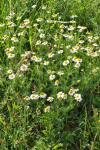 Matricaria chamomilla