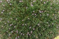 Spergularia rubra
