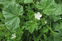 Malva neglecta