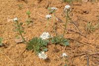Teesdalia nudicaulis
