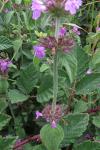Clinopodium vulgare