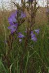 Campanula rapunculus