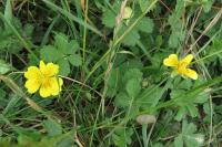Potentilla reptans