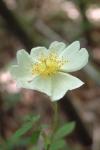 Rosa arvensis