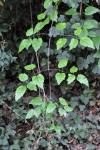 Clematis vitalba