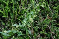 Bryonia dioica