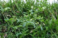 Bryonia dioica