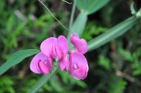 Lathyrus odoratus