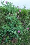 Lathyrus odoratus
