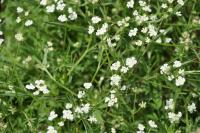 Torilis arvensis